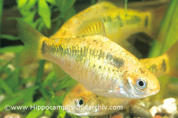 Female of the ornamental strain.