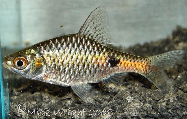 Male of Puntius terio.