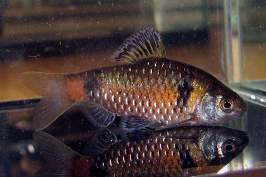 Nuptial adult male.