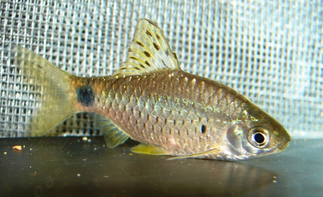 This species has distinctive rows of dark spots in the dorsal-fin.