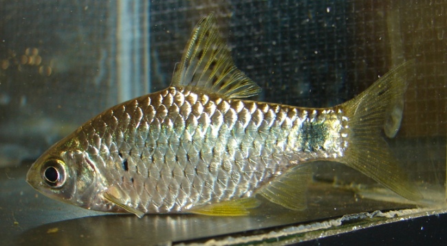 Specimen from the U.K. aquarium trade.