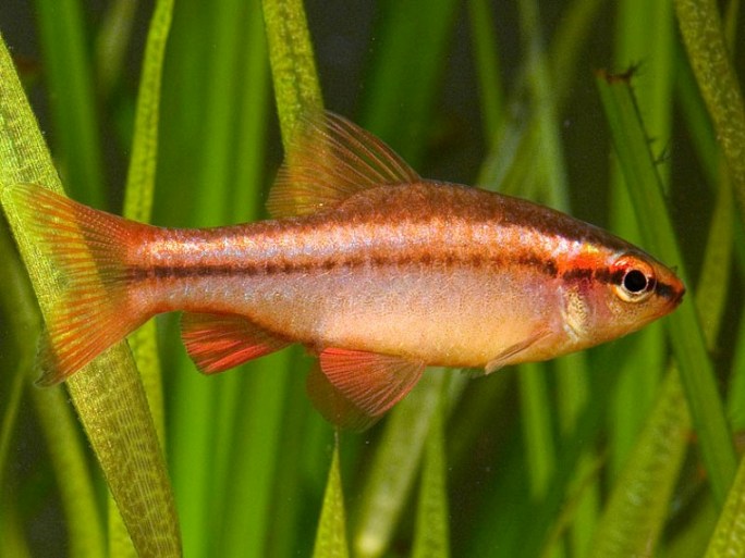 Putative wild-collected adult male imported to Singapore among a shipment of Rasboroides vaterifloris.