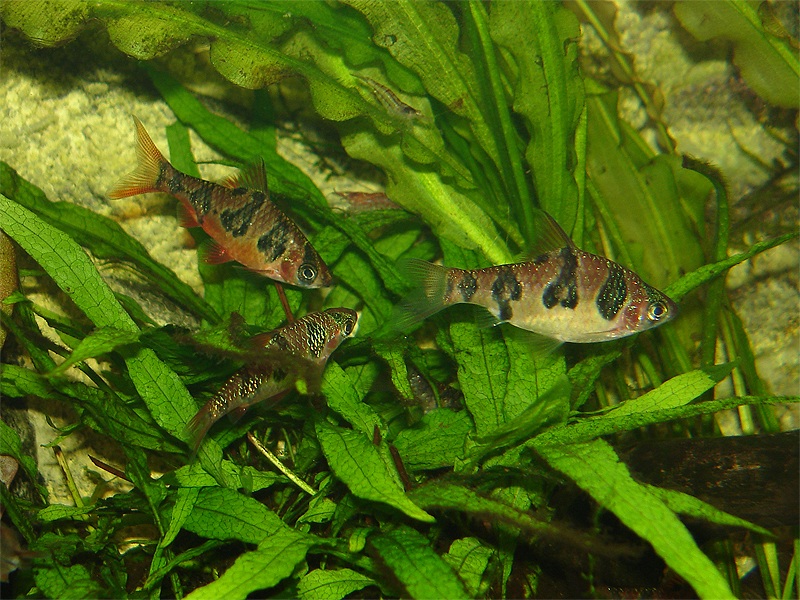 Like most small barbs this species does best in groups.