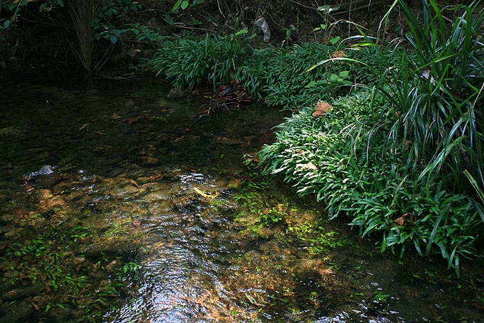Another view of the habitat in Ranong.