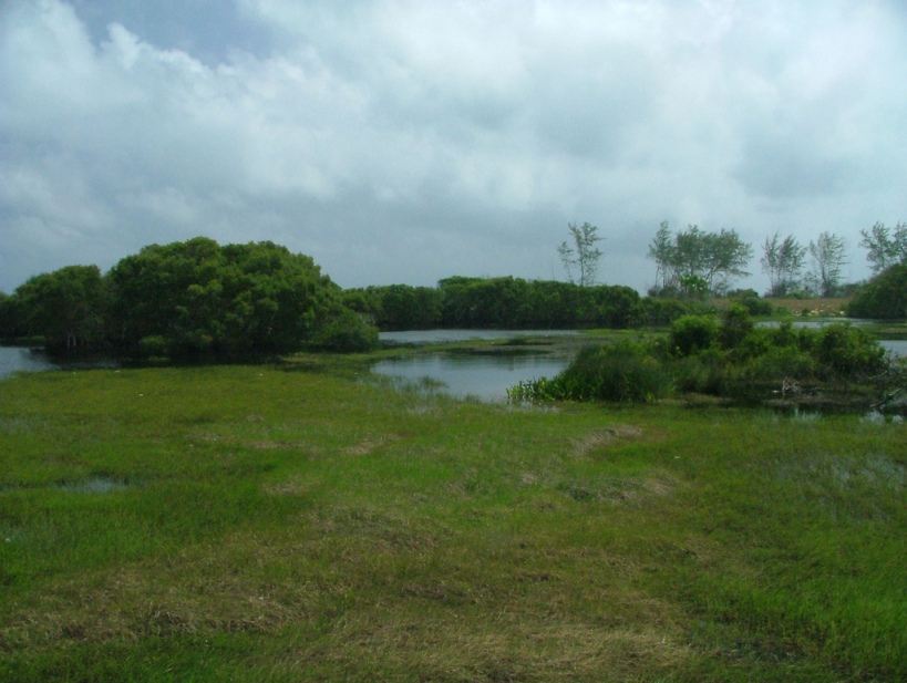 Habitat at Rantau Abang, Terengganu state, Peninsular Malaysia.