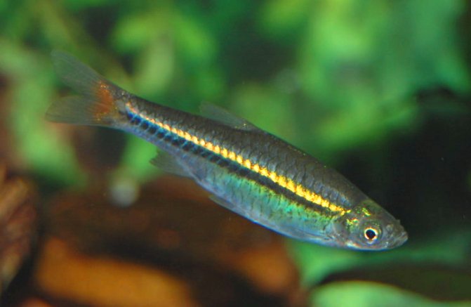 Adult male from the aquarium trade.