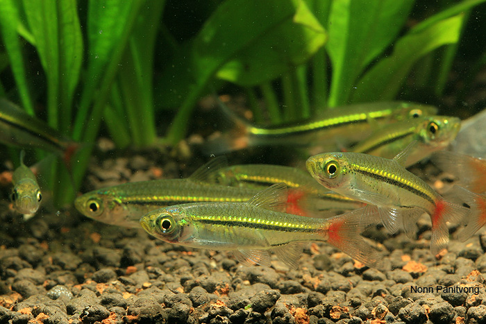 Like all rasboras this species is best maintained in numbers.