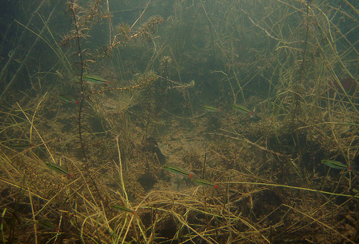 In its natural habitat, upper Kwae Noi river basin, Thailand.