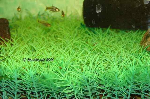 These small plastic plants make an ideal breeding substrate when arranged in a dense, mat-like fashion.