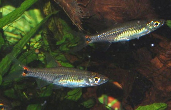 This species does best in conspecific groups.