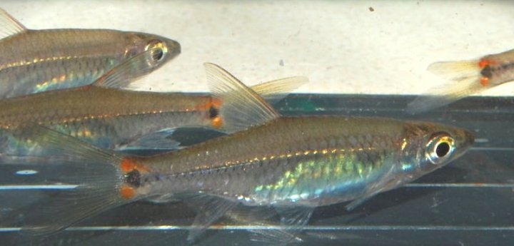 Another adult specimen.