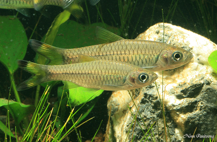 Adult pair, male at front.