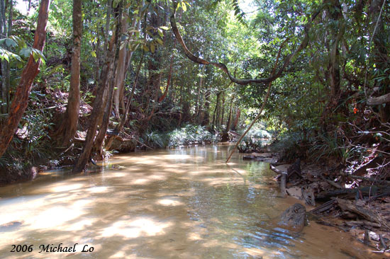 R. caudimaculata was collected from this headwater stream of the western Sarawak river basin in the Malaysian state of Sarawak, Borneo.