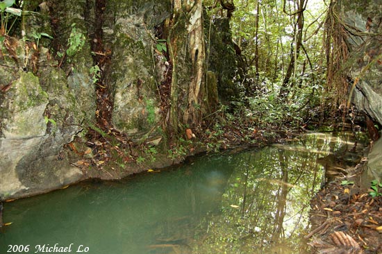 Another locality for Rasbora caudimaculata is this limestone jungle stream close to the mining town of Bau, Sarawak, Borneo.