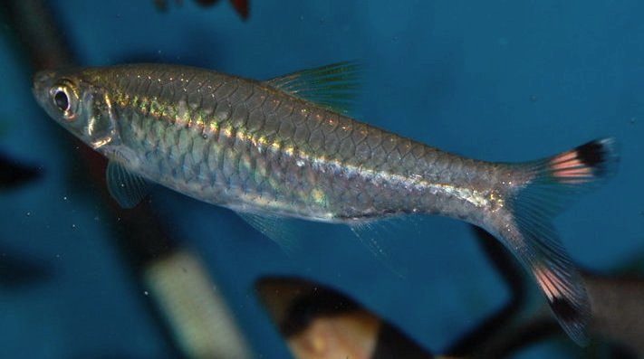 Specimen from the aquarium trade.
