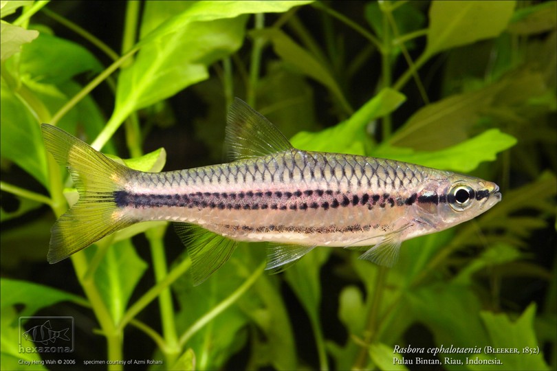 Rasbora cephalotaenia; this specimen was collected from Pulau Bintan (Bintan Island), just south of Singapore.