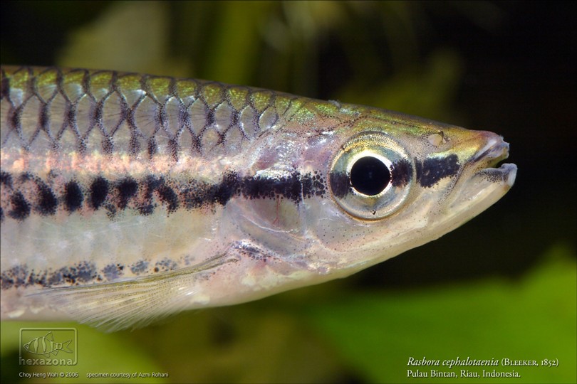 Head detail of R. cephalotaenia.