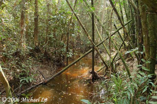 R. cephalotaenia was collected from this blackwater stream in the Sadong swamp forest near Batang Sadong, Sarawak, Borneo.