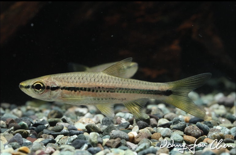 Subadult of R. cephalotaenia.