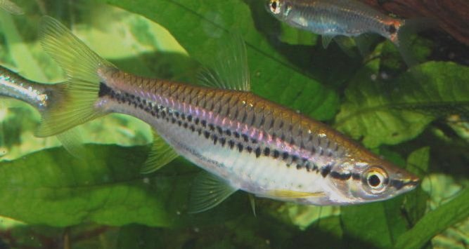 Well-conditioned adult of R. cephalotaenia.