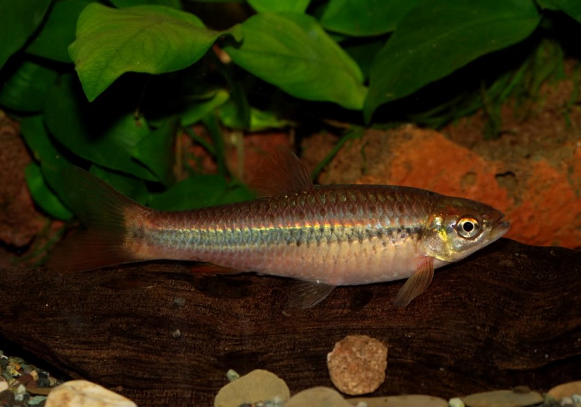R cf. dandia is normally sold as R. wilpita.