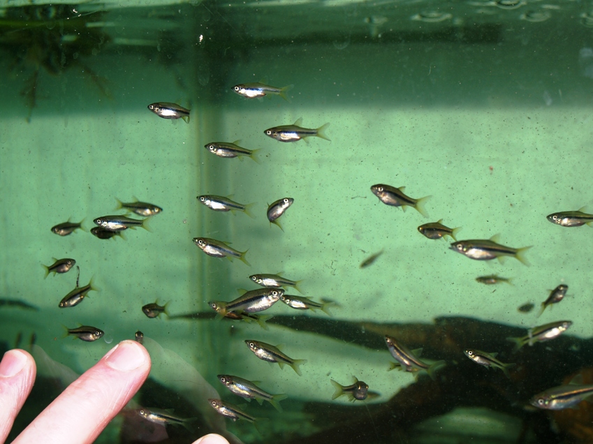 Captive-bred juveniles at just 5½ weeks of age.