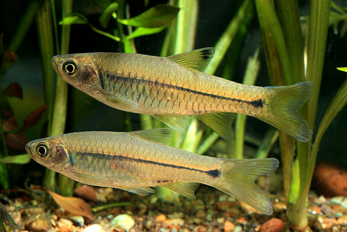 Pair of R. dorsinotata; female at top.