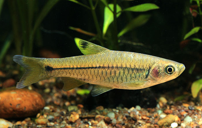 Another specimen of R. dorsinotata with a slightly damaged caudal fin.