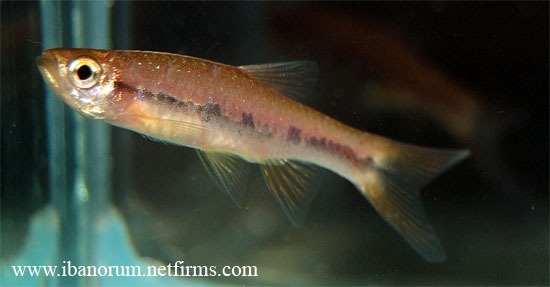Wild caught specimen of R. einthovenii from the stream in the previous image. Note the discontinuous lateral stripe.