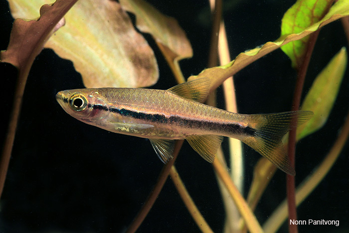 Wild specimen from Thailand.