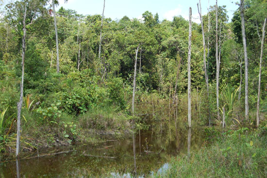 This swamp in Kuching district, Sarawak, Borneo is a typical habitat of R. einthovenii.