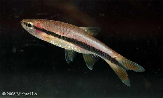 This specimen was collected from the swamp in the previous image.