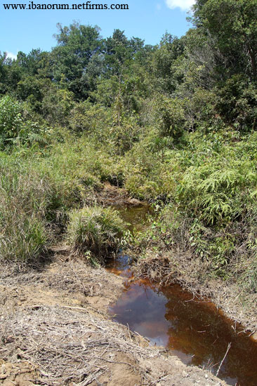 A different form of R. einthovenii was found in this blackwater stream in the Batang Ai area close to the Sarawak/Kalimantan border, Borneo.