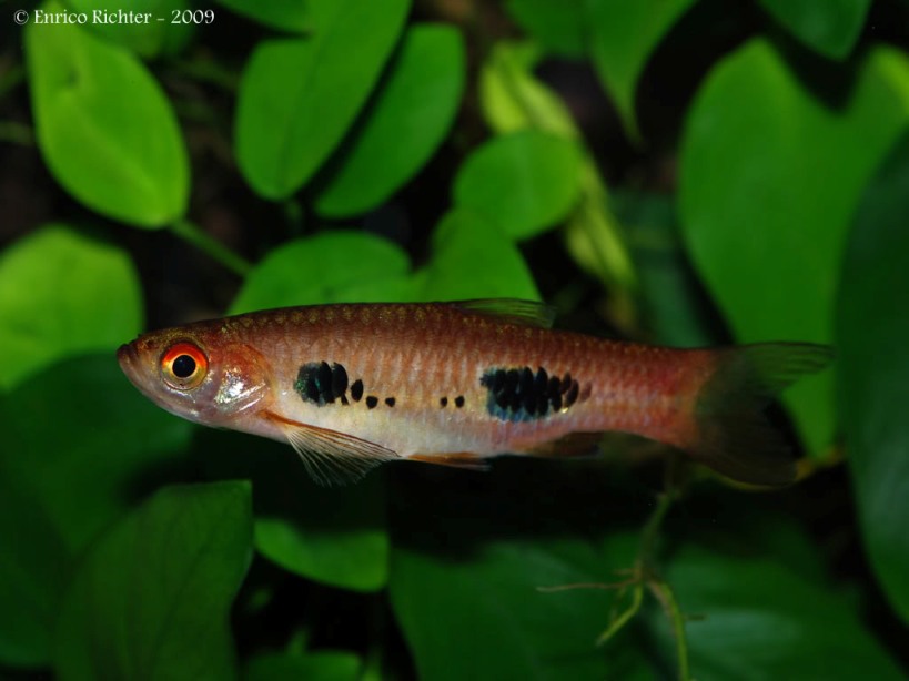The dark markings on the body are quite variable in size and shape.