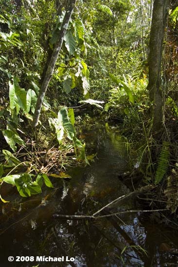 R. kottelati was recorded in this peat swamp near Bintulu town, Sarawak, Borneo.
