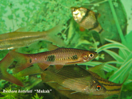 Rasbora kottelati (centre); note the characteristic dark marking at the caudal peduncle which distinguishes this species from R. kalochroma.