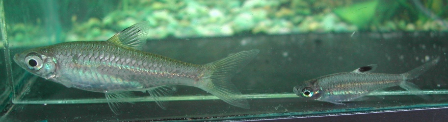 Brevibora cheeya (left) grows larger than B. dorsiocellata (right).