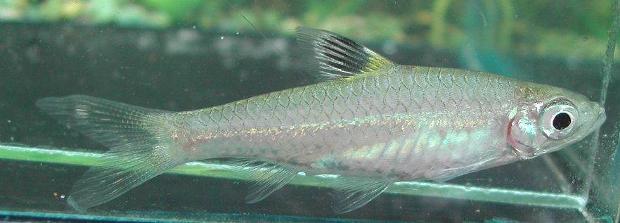 B. cheeya looks superficially similar to B. dorsiocellata but is a considerably larger fish...