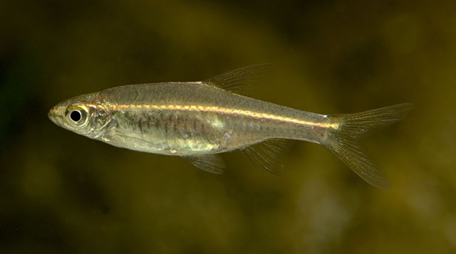 A pale specimen.