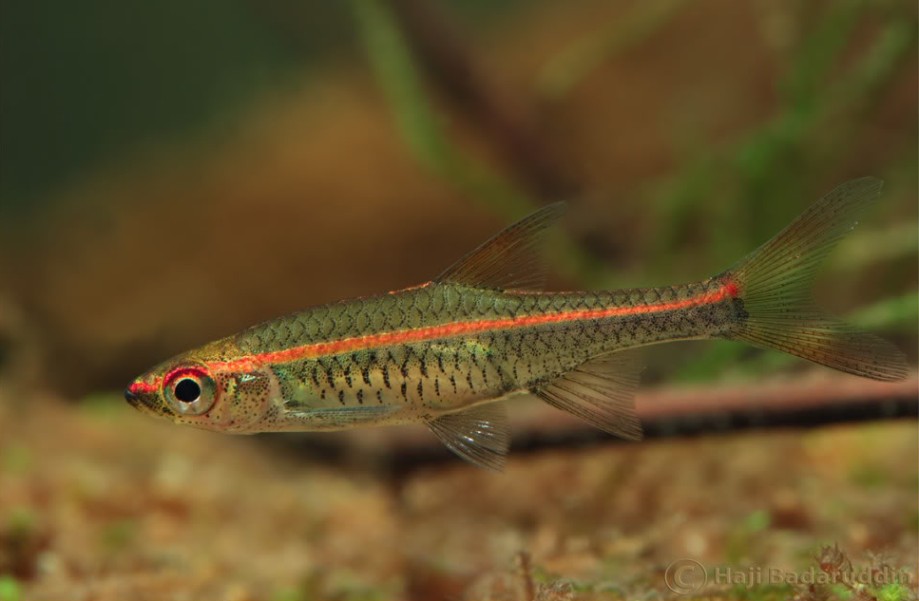 A well-coloured adult male specimen.