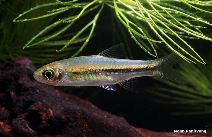 This species was formerly confused with R. bankanensis..