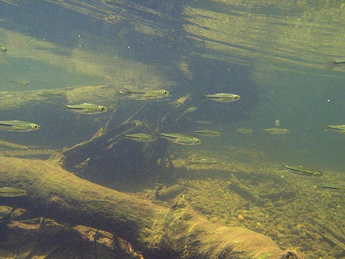 In its natural habitat; the Songgaria River, western Thailand.