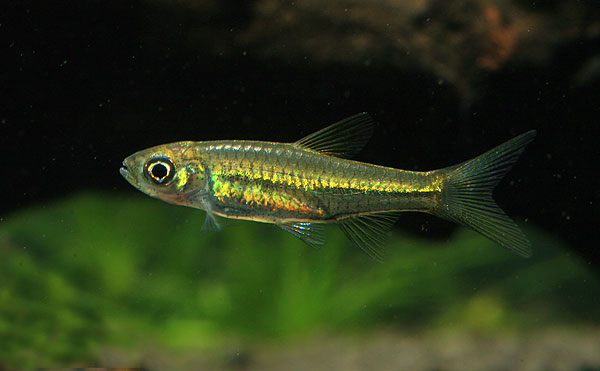 The iridescence seen here is only visible under certain lighting.