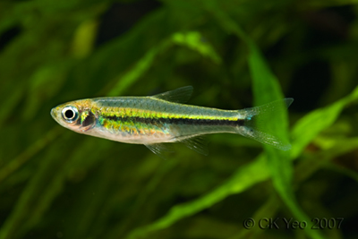 Specimen in the aquarium.