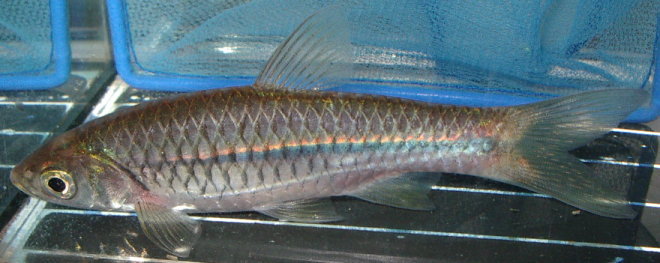 Rasbora paviana.