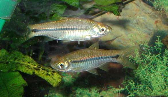 Rasbora paviana.