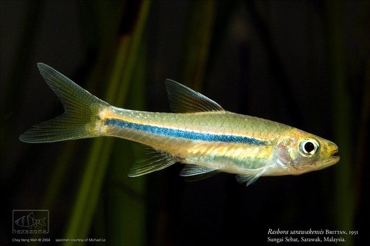Rasbora sarawakensis from the Sungai (river) Sebat, western Sarawak, Borneo.