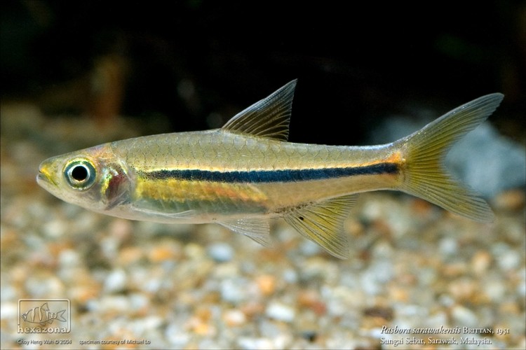 R. sarawakensis from the Sungai Sebat.