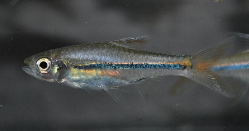 Specimen from the aquarium trade.
