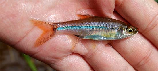 Specimen from the Upper Batang Kayan with red finnage.